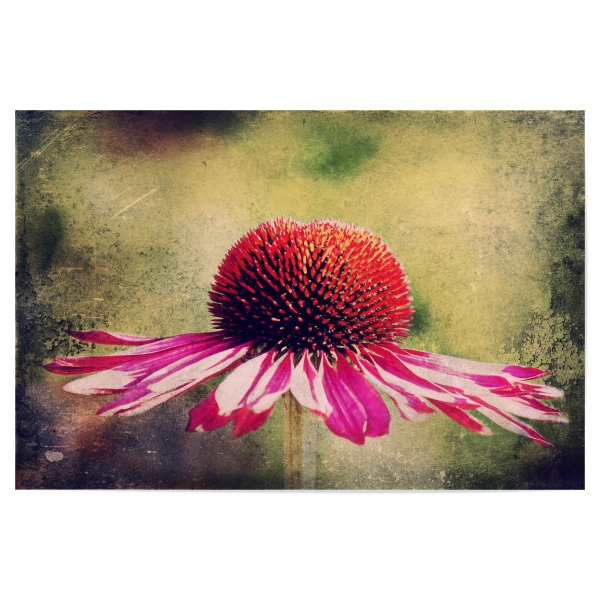 Poster "Magentilie" artboxONE - Natur,Floral,Für Mama - Blume,Blüten,Purpur sonnenhut,Sonnenhut,Einzelne blume,Vintage,Natur,Pflanze