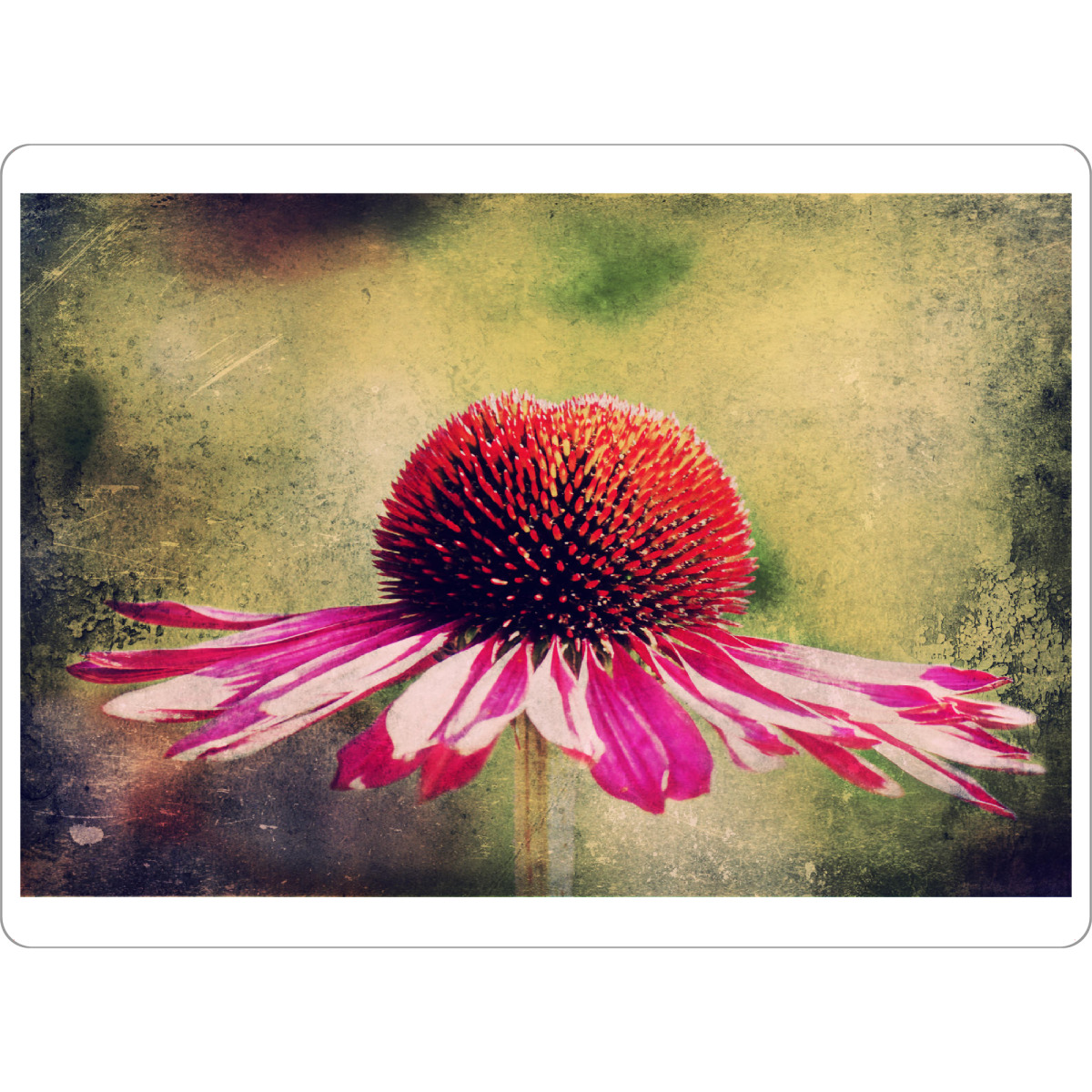 Tischset "Magentilie" artboxONE - Natur,Floral,Für Mama - Blume,Blüten,Purpur sonnenhut,Sonnenhut,Einzelne blume,Vintage,Natur,Pflanze - Bild blume