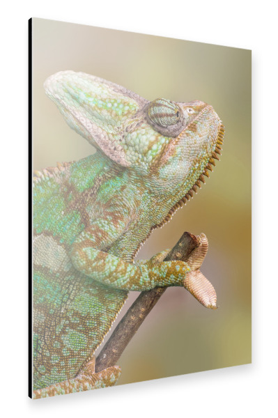 Alu-Dibond "Chamäleon" 30x20 cm artboxONE