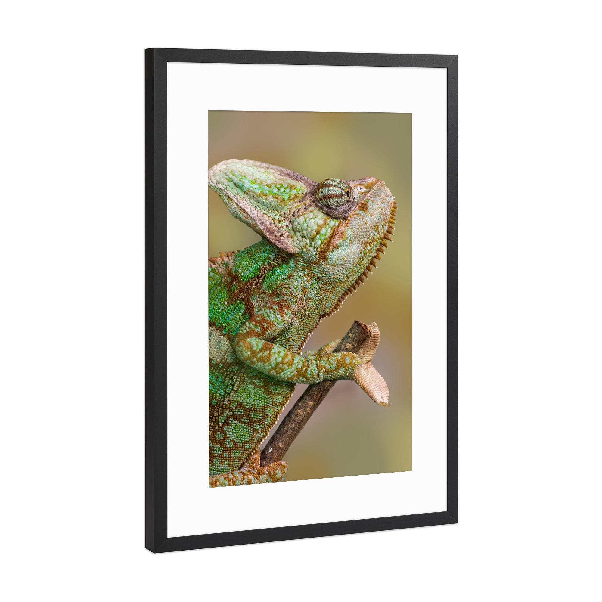 Poster mit Rahmen Schwarz (Metallic) "Chamäleon" artboxONE - Tiere - Wandlungskünstler,Tierfotografie,Fotokunst