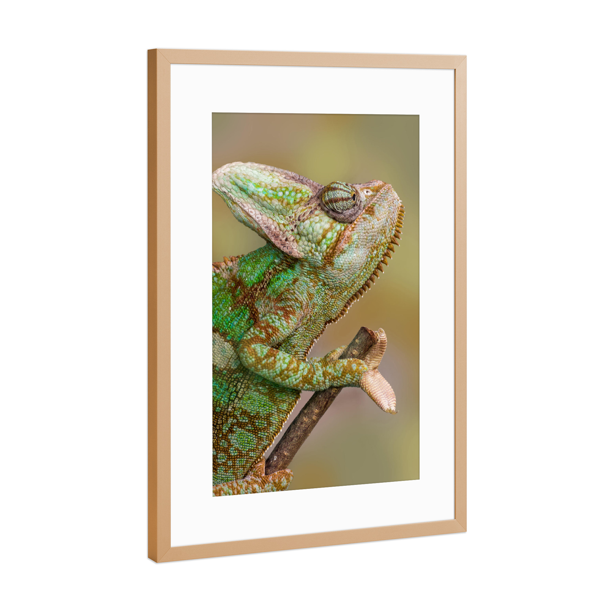 Poster mit Rahmen Kupfer "Chamäleon" artboxONE - Tiere - Wandlungskünstler,Tierfotografie,Fotokunst