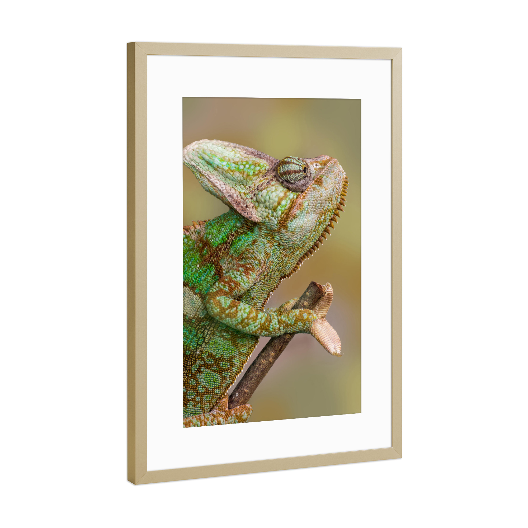 Poster mit Rahmen Gold "Chamäleon" artboxONE - Tiere - Wandlungskünstler,Tierfotografie,Fotokunst