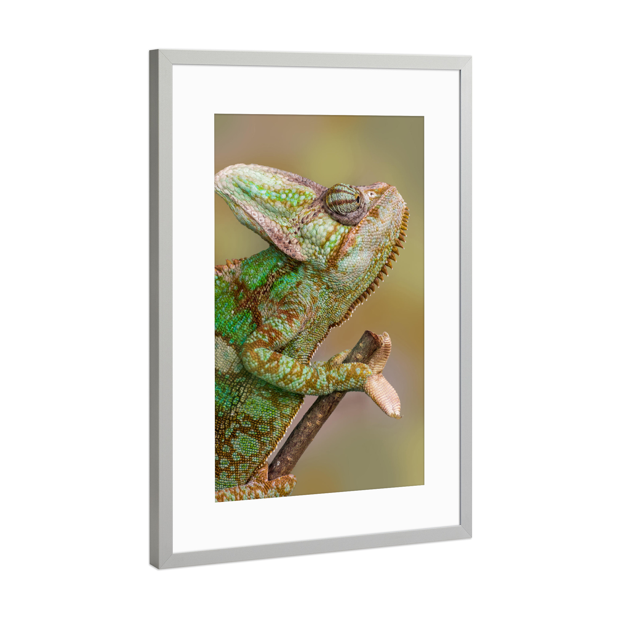 Poster mit Rahmen Silber "Chamäleon" artboxONE - Tiere - Wandlungskünstler,Tierfotografie,Fotokunst