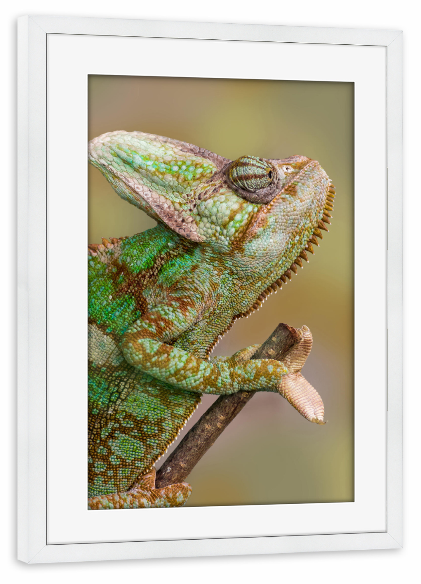 Poster mit Rahmen weiß "Chamäleon" artboxONE - Tiere - Wandlungskünstler,Tierfotografie,Fotokunst