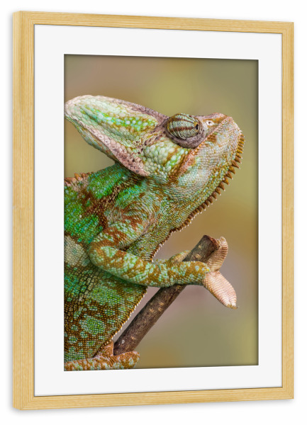 Poster mit Rahmen kiefer "Chamäleon" artboxONE - Tiere - Wandlungskünstler,Tierfotografie,Fotokunst