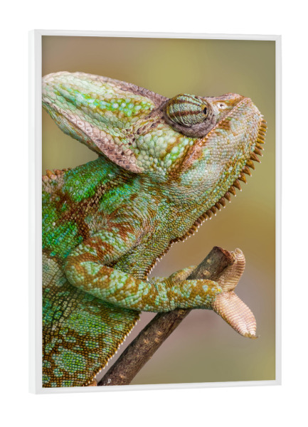 Poster mit weißem Rahmen "Chamäleon" artboxONE - Tiere - Wandlungskünstler,Tierfotografie,Fotokunst