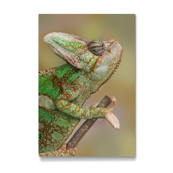 Galerie-Print "Chamäleon" 30x20 cm artboxONE