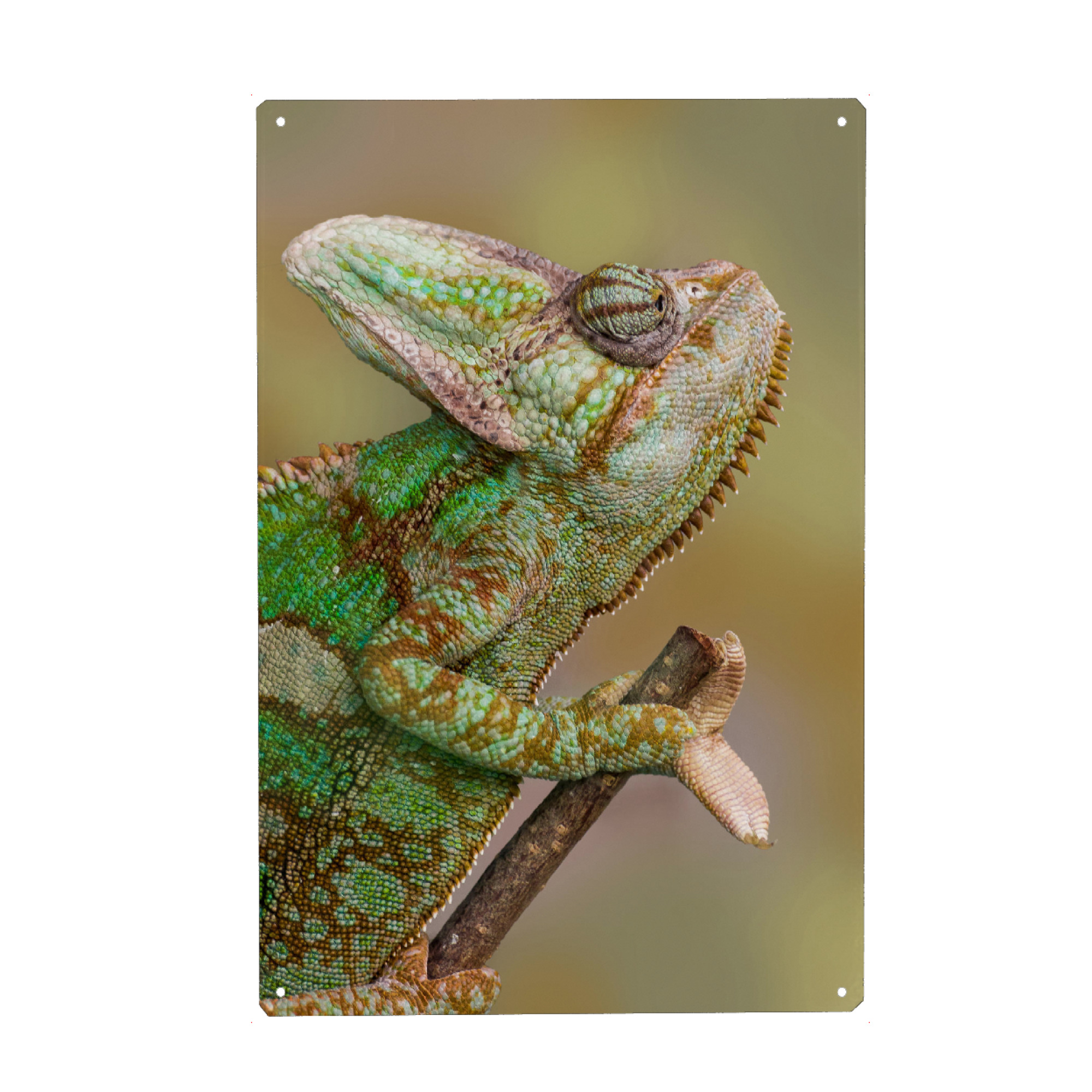 Metall Poster "Chamäleon" artboxONE - Tiere - Wandlungskünstler,Tierfotografie,Fotokunst - Blechschild