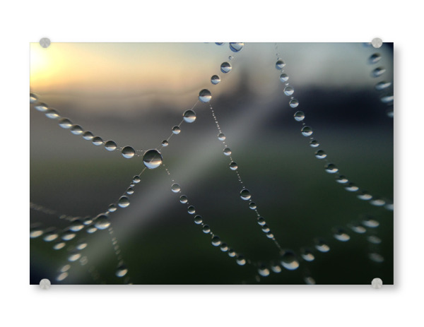Acrylglasbild "Morgentau" artboxONE - Städte / London - Tau,Tropfen,Spinnennetz,Morgen,Sonnenaufgang