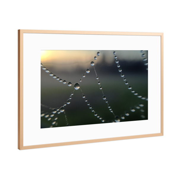 Poster mit Rahmen Kupfer "Morgentau" artboxONE - Städte / London - Tau,Tropfen,Spinnennetz,Morgen,Sonnenaufgang