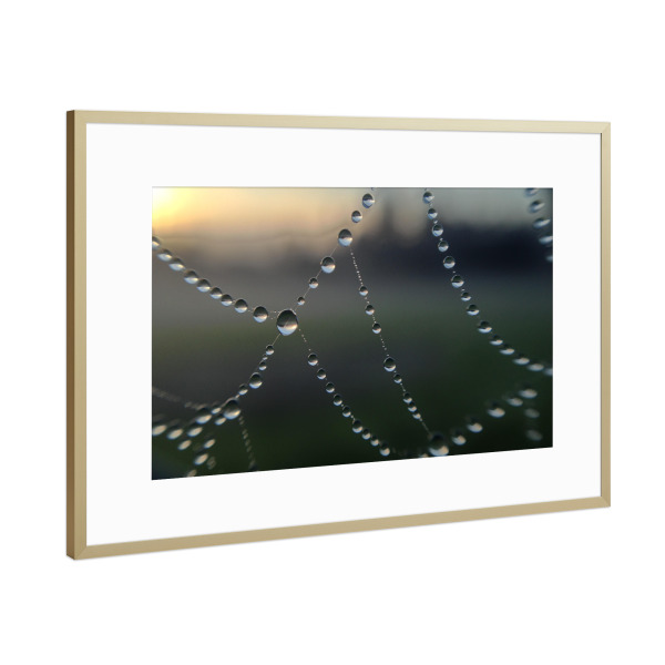 Poster mit Rahmen Gold "Morgentau" artboxONE - Städte / London - Tau,Tropfen,Spinnennetz,Morgen,Sonnenaufgang