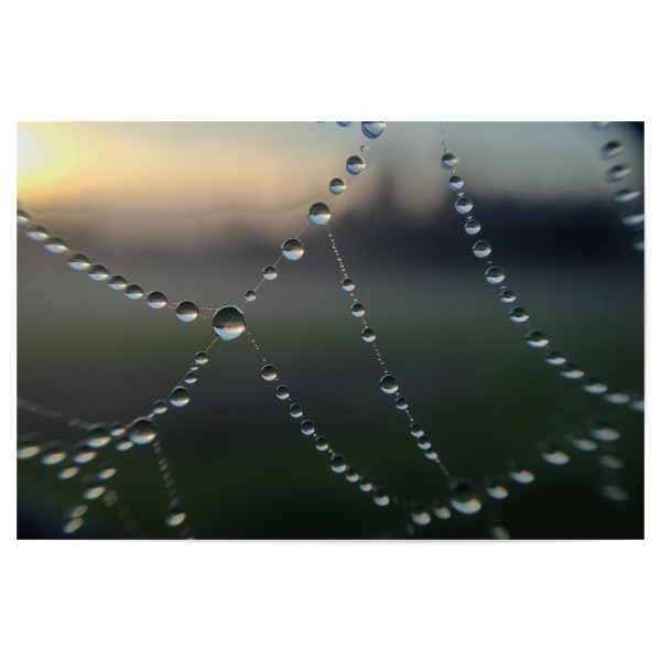 Poster 30x20 cm "Morgentau" artboxONE - Städte / London - Tau,Tropfen,Spinnennetz,Morgen,Sonnenaufgang