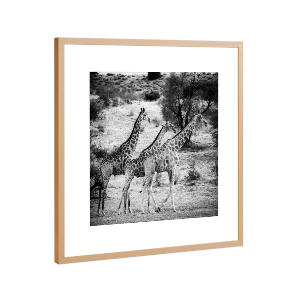 Poster mit Rahmen Kupfer "Drei Giraffen" artboxONE - Für Kinder,Tiere,Schwarzweiß,Reise / Afrika - Giraffen,Steppe,Giraffes,Animals,Tiere