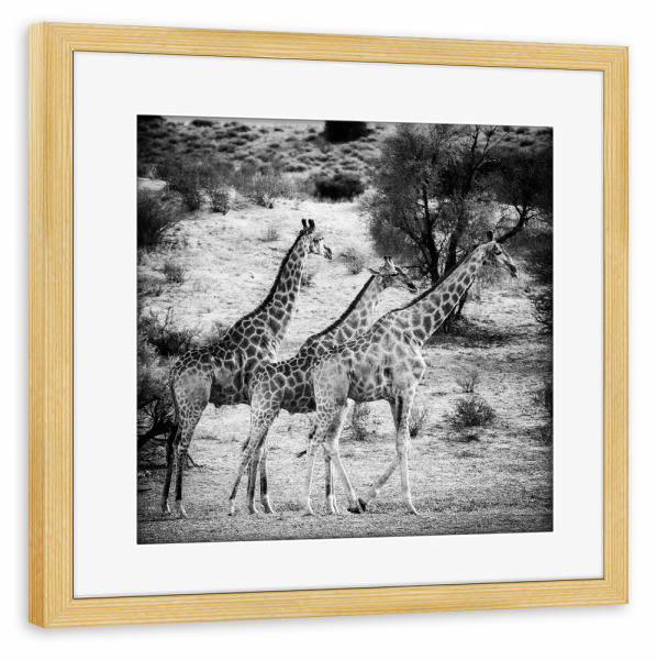 Poster mit Rahmen kiefer "Drei Giraffen" artboxONE - Für Kinder,Tiere,Schwarzweiß,Reise / Afrika - Giraffen,Steppe,Giraffes,Animals,Tiere