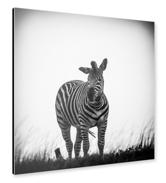 Alu-Dibond "Zebra auf Streife" 30x30 cm artboxONE