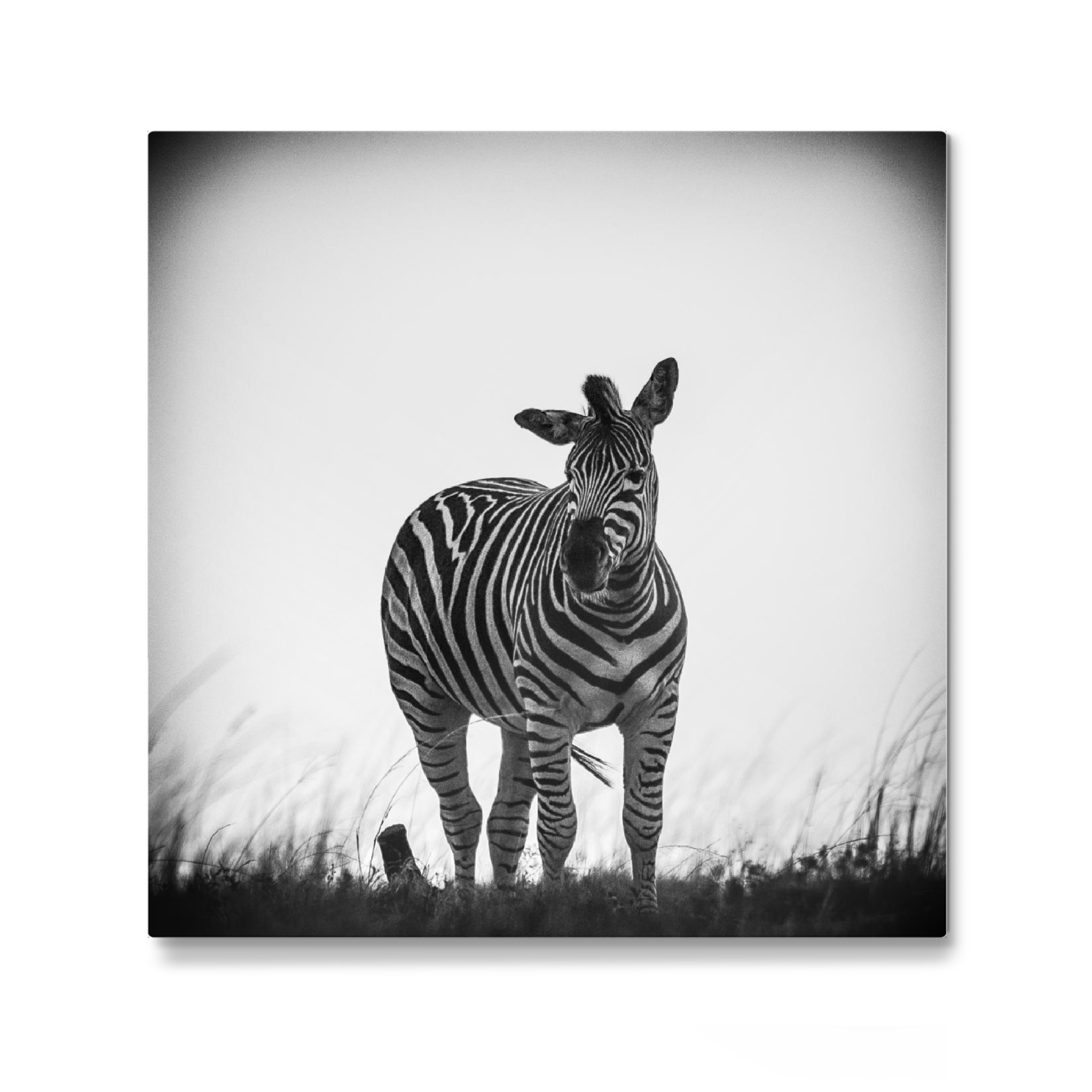 Galerie-Print "Zebra auf Streife" 30x30 cm artboxONE