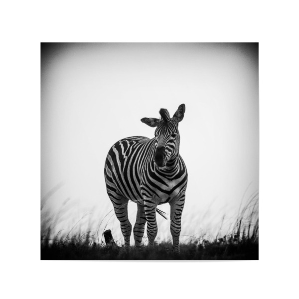 Poster 20x20 cm "Zebra auf Streife" artboxONE - Tiere,Schwarzweiß,Reise / Afrika - Afrika,Zebras,Steppe,Animals,Tiere