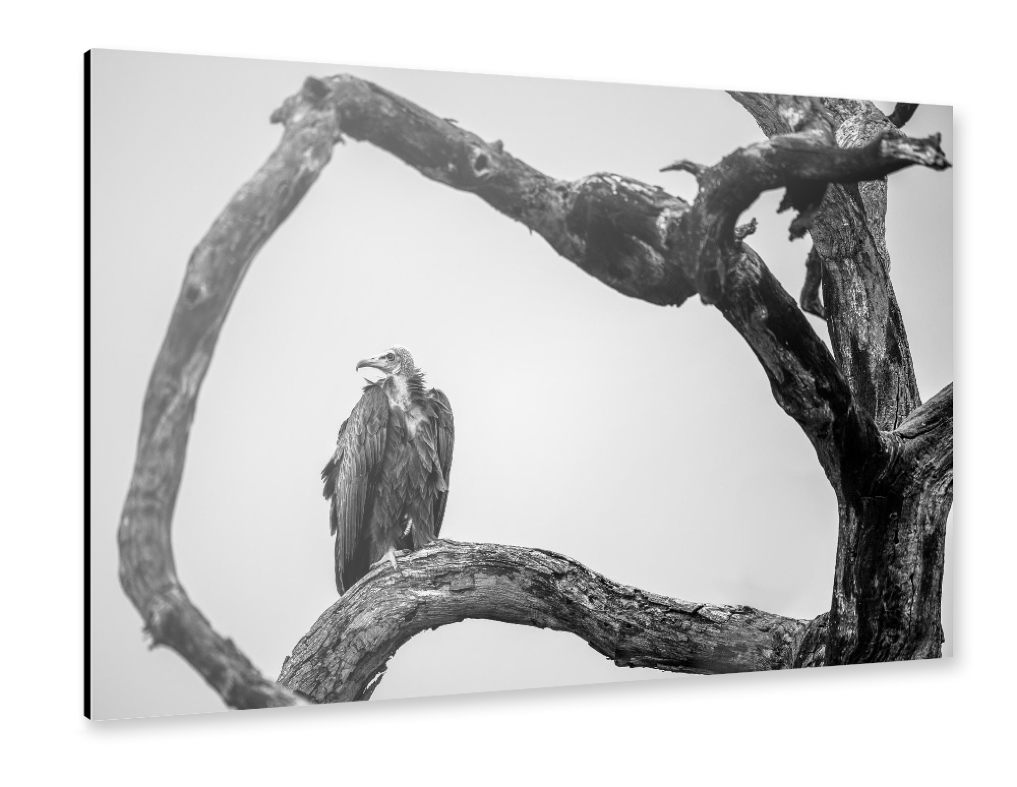 Alu-Dibond "Wie die Geier" 75x50 cm artboxONE