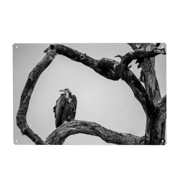 Holzbild "Wie die Geier" artboxONE - Tiere,Schwarzweiß,Reise / Afrika - Baum,Knorrig,Geier,Vogel,Stillleben,Einfach,Afrika