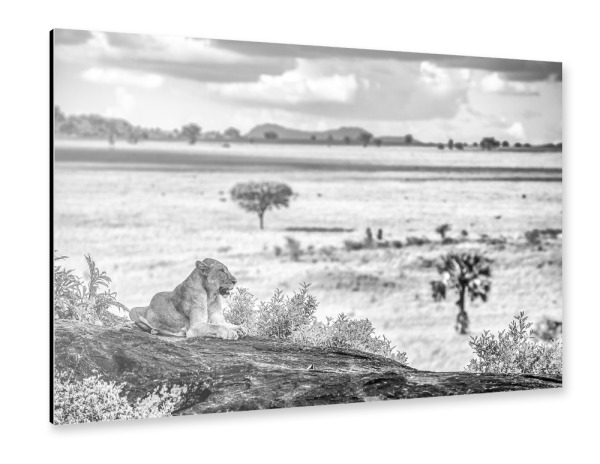 Alu-Dibond "Siesta in der Savanne" 30x20 cm artboxONE
