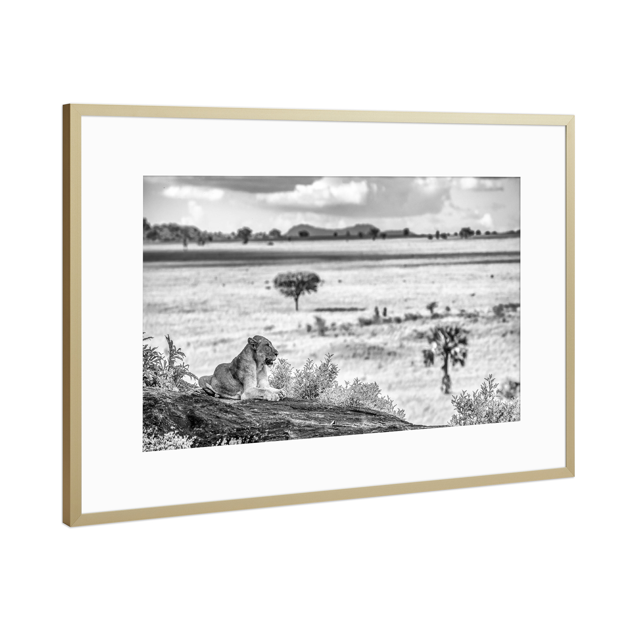 Poster mit Rahmen Gold "Siesta in der Savanne" artboxONE - Tiere,Schwarzweiß,Reise / Afrika