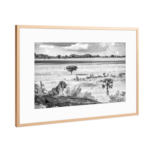 Poster mit Rahmen Kupfer "Siesta in der Savanne" artboxONE - Tiere,Schwarzweiß,Reise / Afrika
