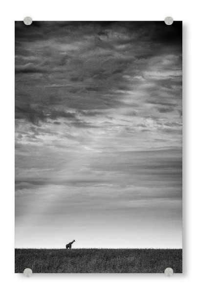 Acrylglasbild "Weites Feld" artboxONE - Tiere,Schwarzweiß,Reise / Afrika - Clouds,Horizont,Wolken,Sky,Himmel,Giraffe,Silhouette,Steppe,Horizon