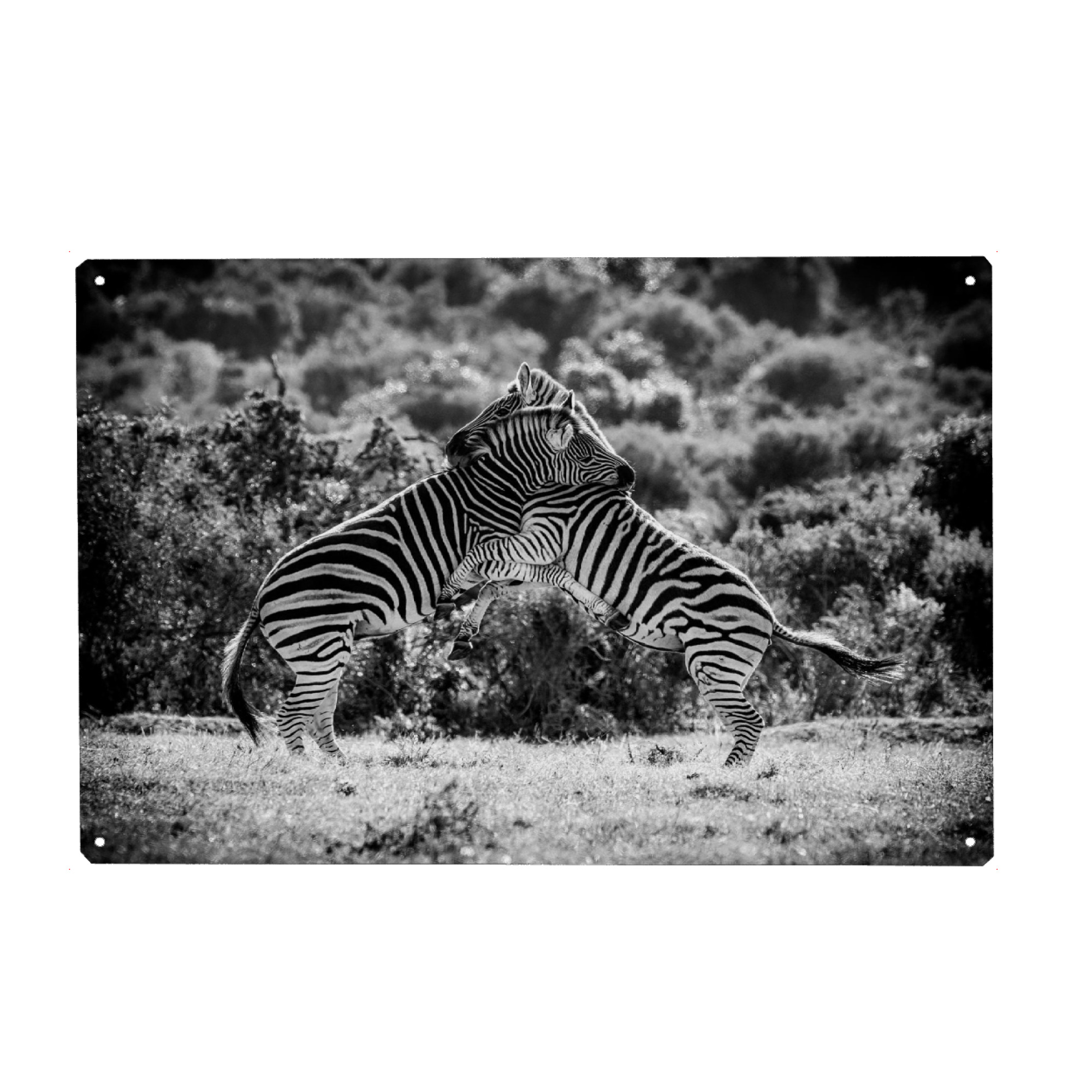 Metall Poster "Dicke Freunde" artboxONE - Tiere,Schwarzweiß,Reise / Afrika - Afrika,Zebras,Steppe,Kampf,Fight,Wüste,Büsche,Animals,Tiere