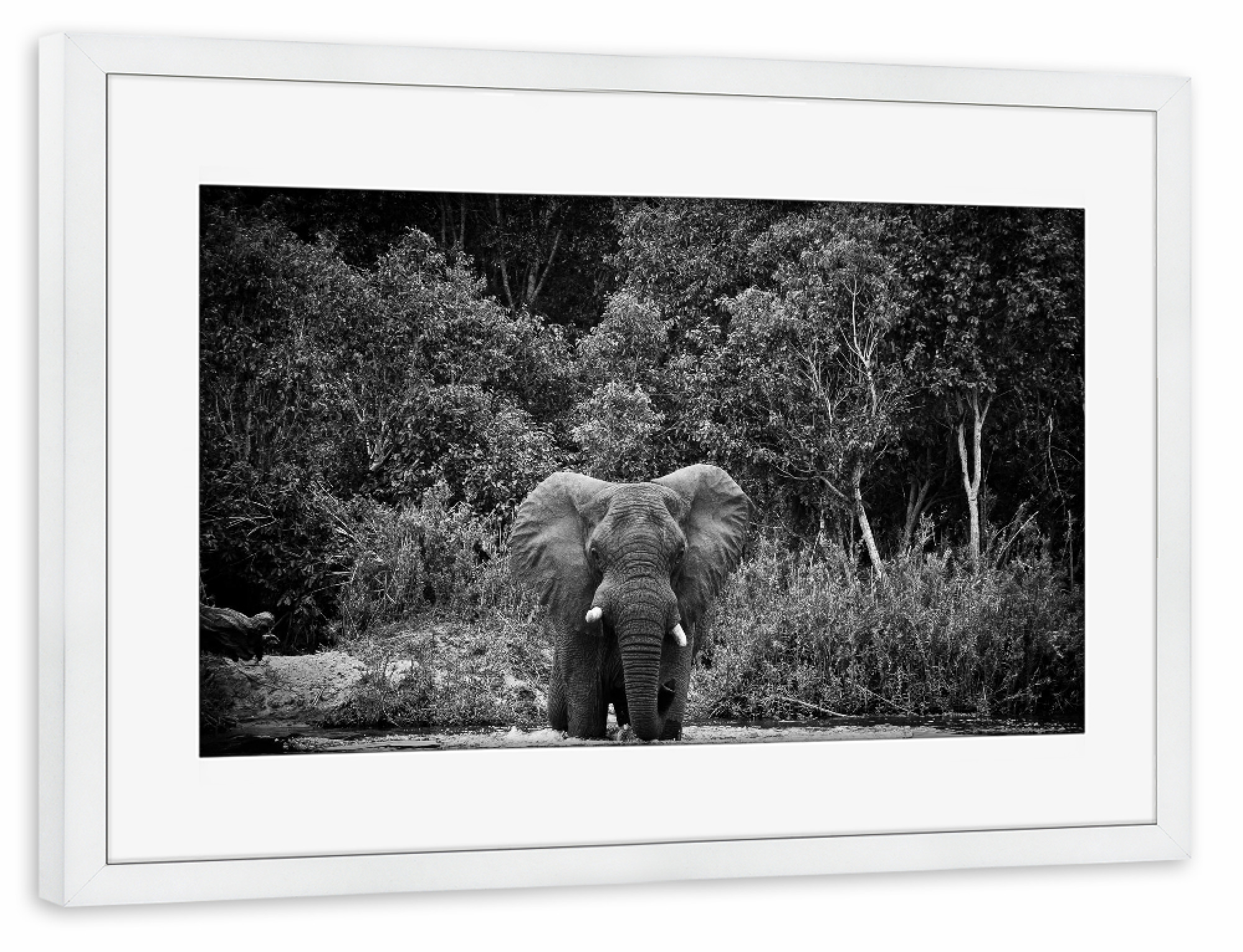 Poster mit Rahmen weiß "Badetag" artboxONE - Tiere,Schwarzweiß,Reise / Afrika
