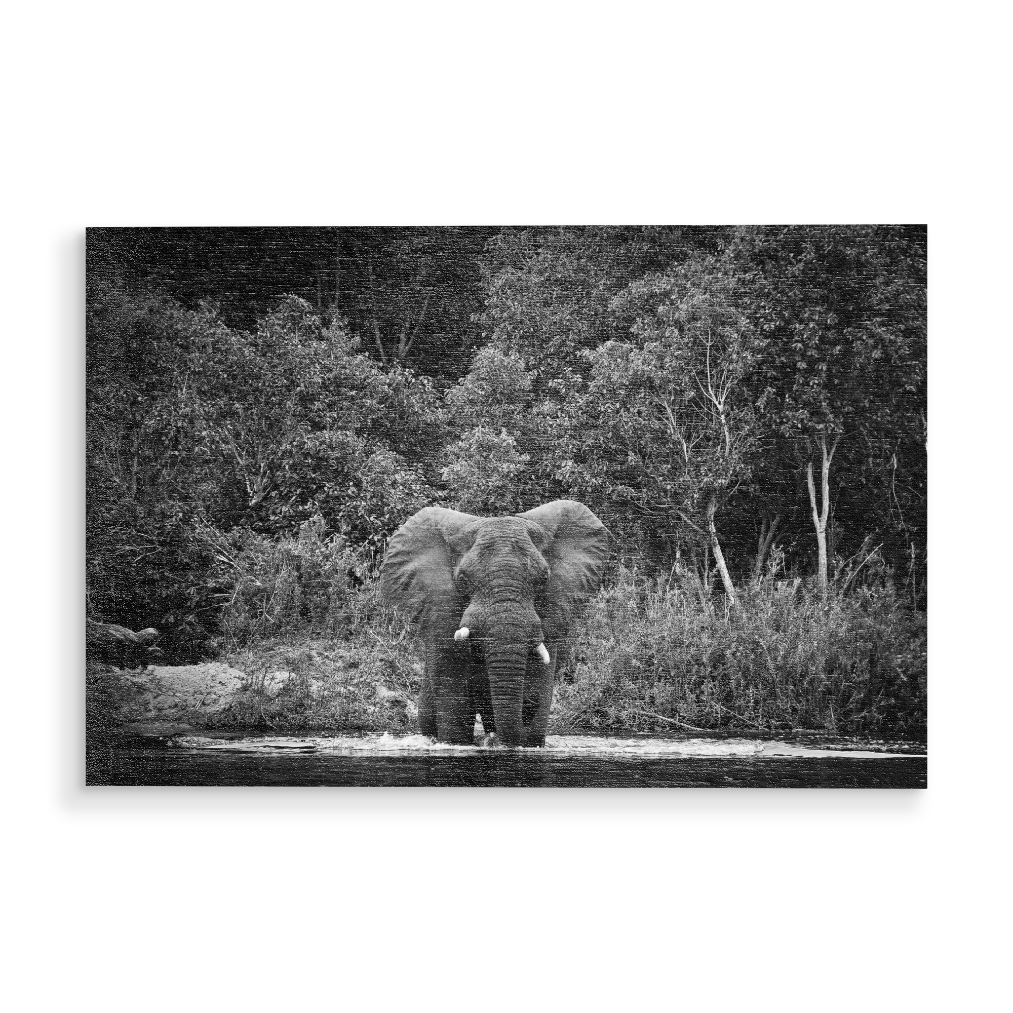 Holzbild "Badetag" artboxONE - Tiere,Schwarzweiß,Reise / Afrika