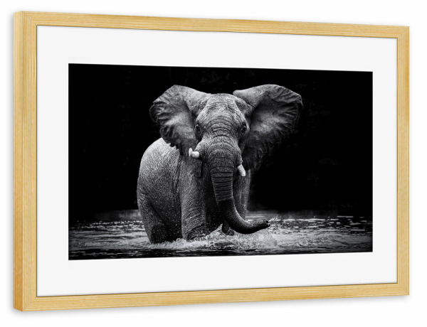 Poster mit Rahmen kiefer "Voll erwischt!" artboxONE - Tiere,Schwarzweiß,Reise / Afrika