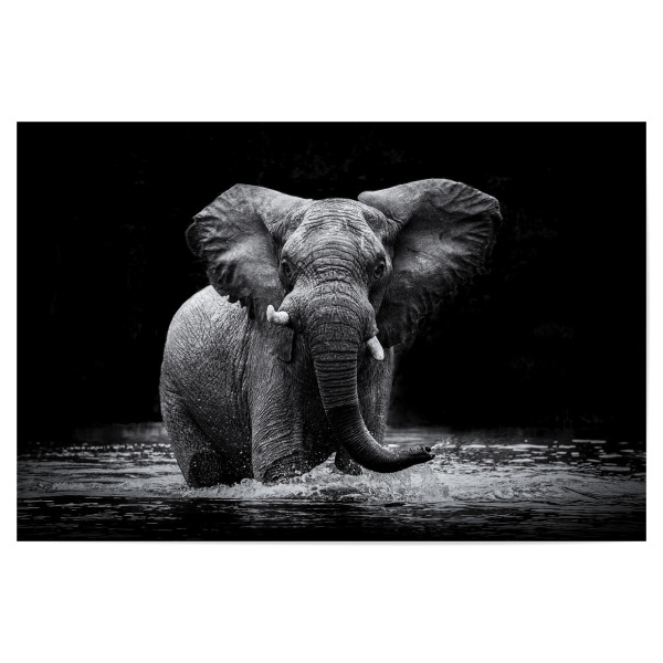 Poster 30x20 cm "Voll erwischt!" artboxONE - Tiere,Schwarzweiß,Reise / Afrika