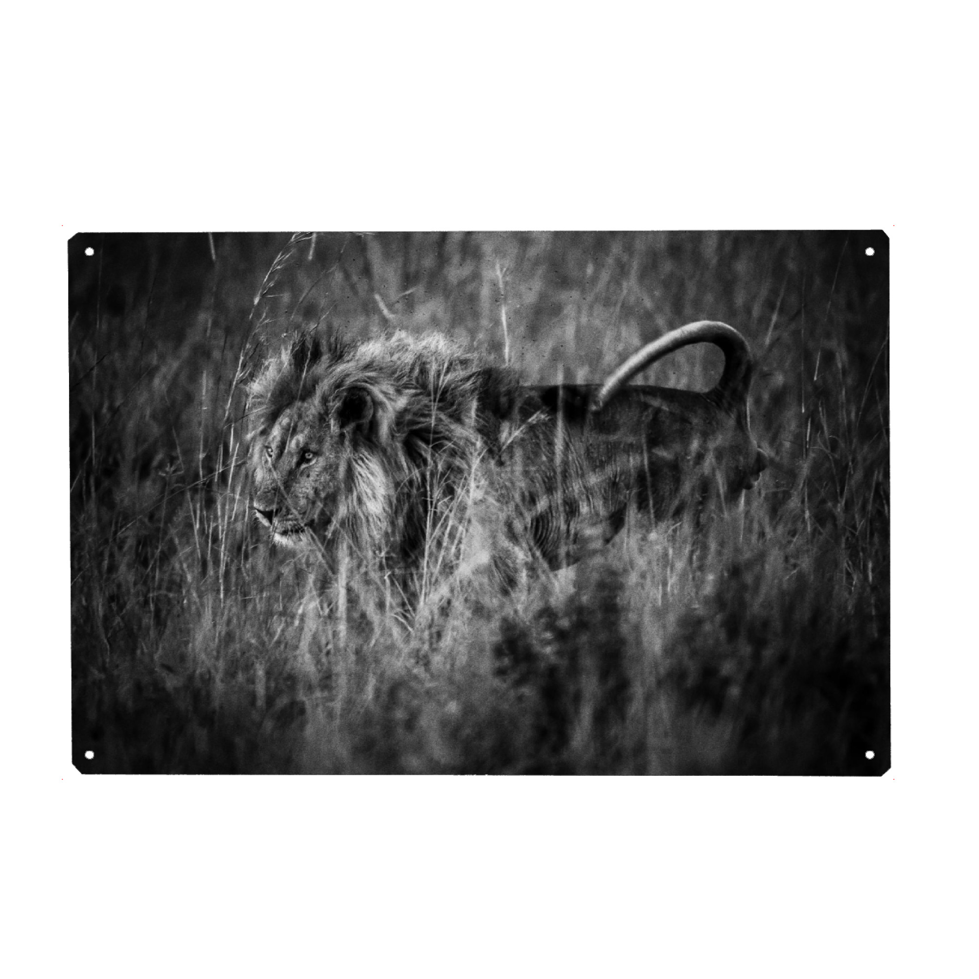 Metall Poster "Anpirschen" artboxONE - Tiere,Schwarzweiß,Reise / Afrika