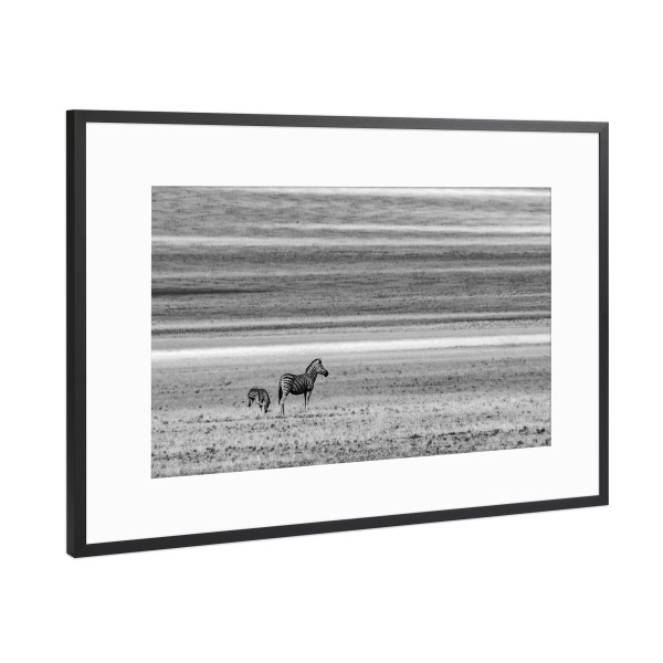 Poster mit Rahmen Schwarz (Metallic) "Wo lang jetzt" artboxONE - Tiere,Schwarzweiß,Reise / Afrika - Afrika,Zebras,Steppe,Animals,Tiere