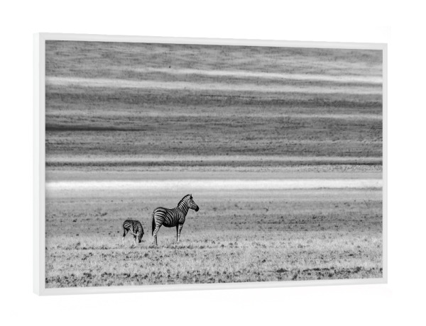 Poster mit weißem Rahmen "Wo lang jetzt" artboxONE - Tiere,Schwarzweiß,Reise / Afrika - Afrika,Zebras,Steppe,Animals,Tiere
