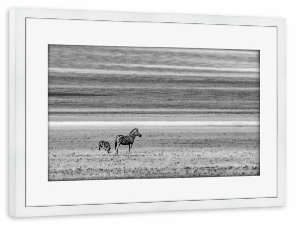 Poster mit Rahmen weiß "Wo lang jetzt" artboxONE - Tiere,Schwarzweiß,Reise / Afrika - Afrika,Zebras,Steppe,Animals,Tiere