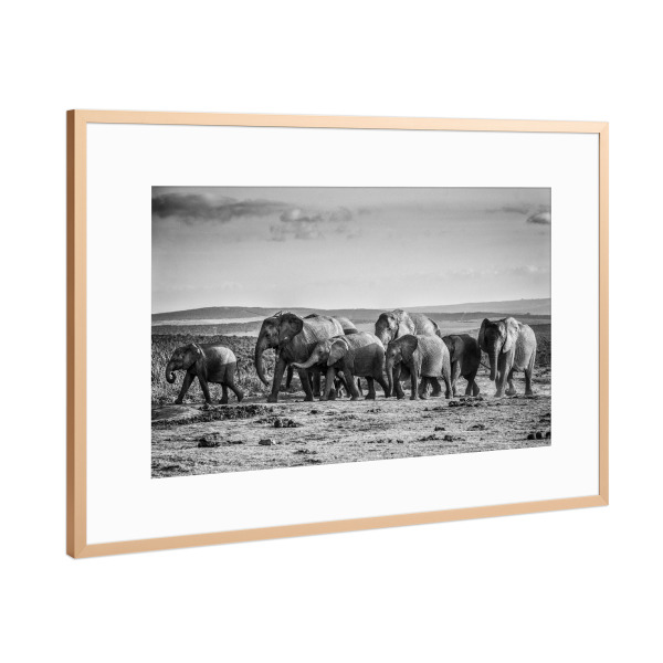 Poster mit Rahmen Kupfer "Elefanten Karavane" artboxONE - Tiere,Schwarzweiß,Reise / Afrika