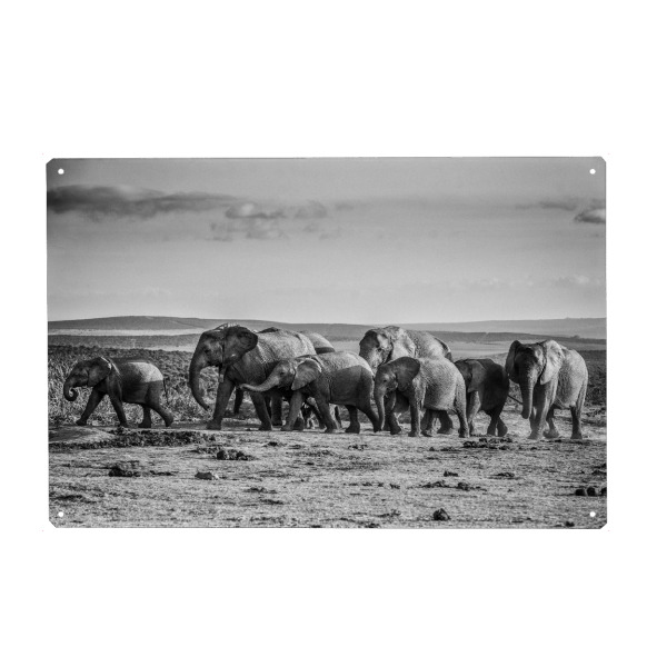 Metall Poster "Elefanten Karavane" artboxONE - Tiere,Schwarzweiß,Reise / Afrika
