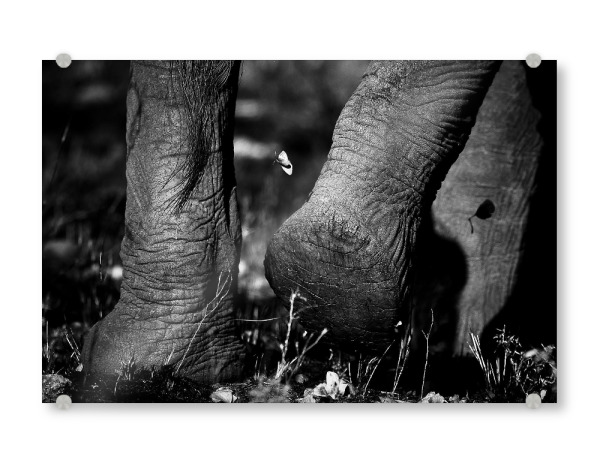 Acrylglasbild "Plattfuß" artboxONE - Tiere,Schwarzweiß,Reise / Afrika - Afrika,Elefant,Elephant,Savanne,Busch,Wüste,Sand,Wanderung,Fuß,Animals,Tiere