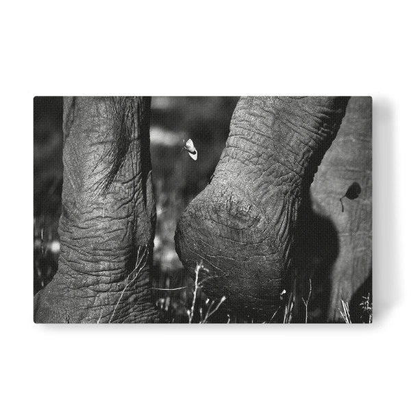 Leinwandbild "Plattfuß" artboxONE - Tiere,Schwarzweiß,Reise / Afrika - Afrika,Elefant,Elephant,Savanne,Busch,Wüste,Sand,Wanderung,Fuß,Animals,Tiere