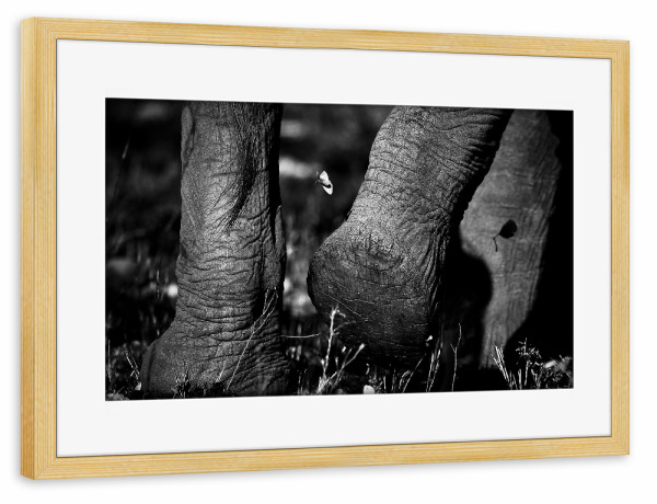 Poster mit Rahmen kiefer "Plattfuß" artboxONE - Tiere,Schwarzweiß,Reise / Afrika