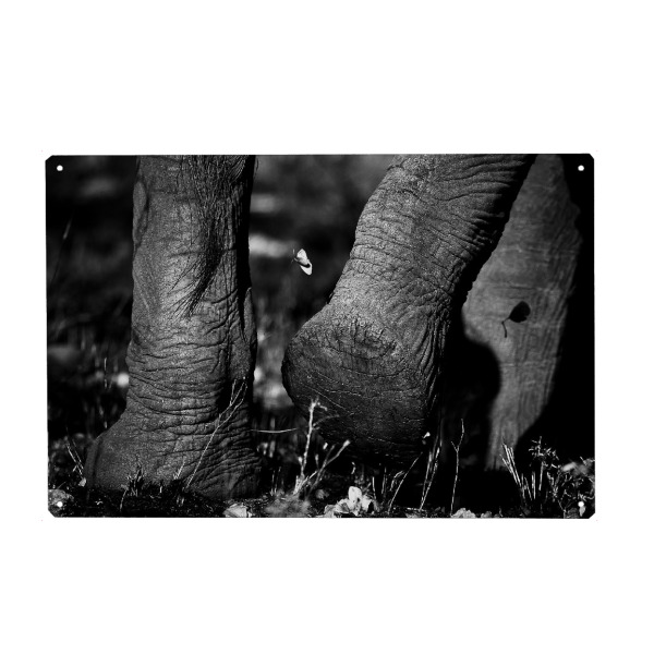 Metall Poster "Plattfuß" artboxONE - Tiere,Schwarzweiß,Reise / Afrika - Afrika,Elefant,Elephant,Savanne,Busch,Wüste,Sand,Wanderung,Fuß,Animals,Tiere