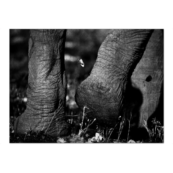 Puzzle Ravensburger "Plattfuß" artboxONE - Tiere,Schwarzweiß,Reise / Afrika