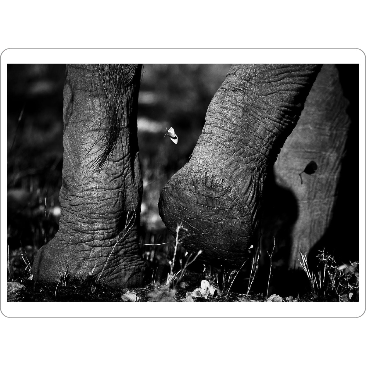 Tischset "Plattfuß" artboxONE - Tiere,Schwarzweiß,Reise / Afrika - Afrika,Elefant,Elephant,Savanne,Busch,Wüste,Sand,Wanderung,Fuß,Animals,Tiere