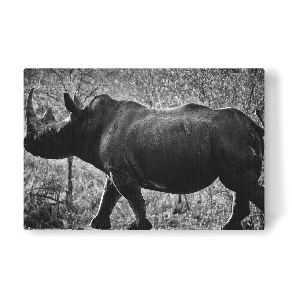 Leinwandbild "Stolzer Dickhäuter" artboxONE - Tiere,Schwarzweiß,Reise / Afrika