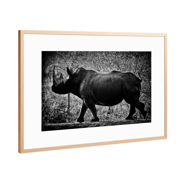 Poster mit Rahmen Kupfer "Stolzer Dickhäuter" artboxONE - Tiere,Schwarzweiß,Reise / Afrika