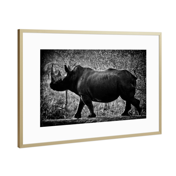 Poster mit Rahmen Gold "Stolzer Dickhäuter" artboxONE - Tiere,Schwarzweiß,Reise / Afrika