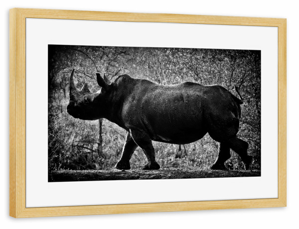 Poster mit Rahmen kiefer "Stolzer Dickhäuter" artboxONE - Tiere,Schwarzweiß,Reise / Afrika
