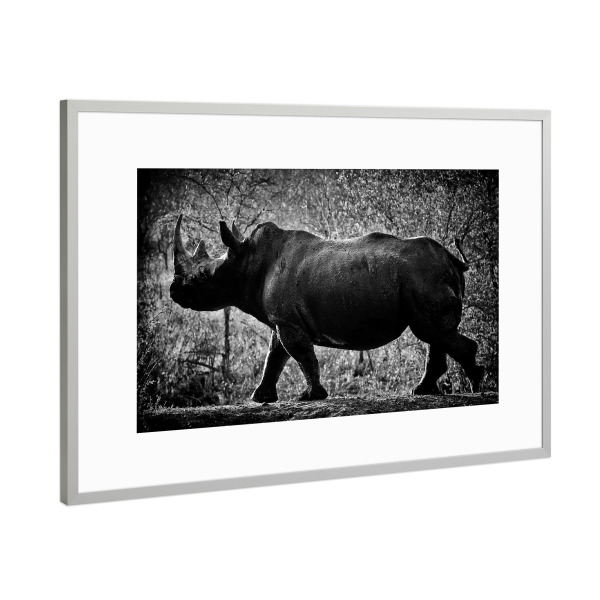 Poster mit Rahmen Silber "Stolzer Dickhäuter" artboxONE - Tiere,Schwarzweiß,Reise / Afrika