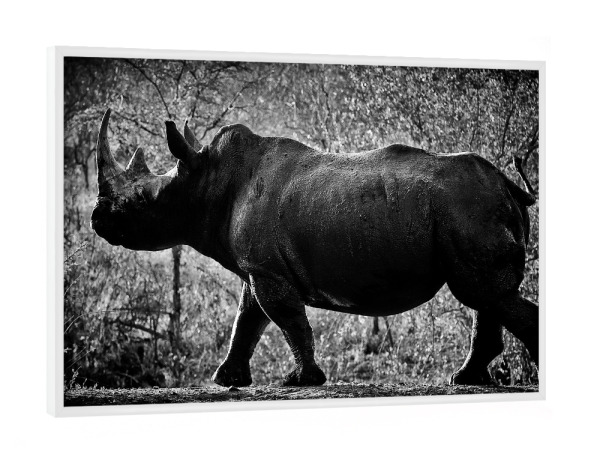 Poster mit weißem Rahmen "Stolzer Dickhäuter" artboxONE - Tiere,Schwarzweiß,Reise / Afrika